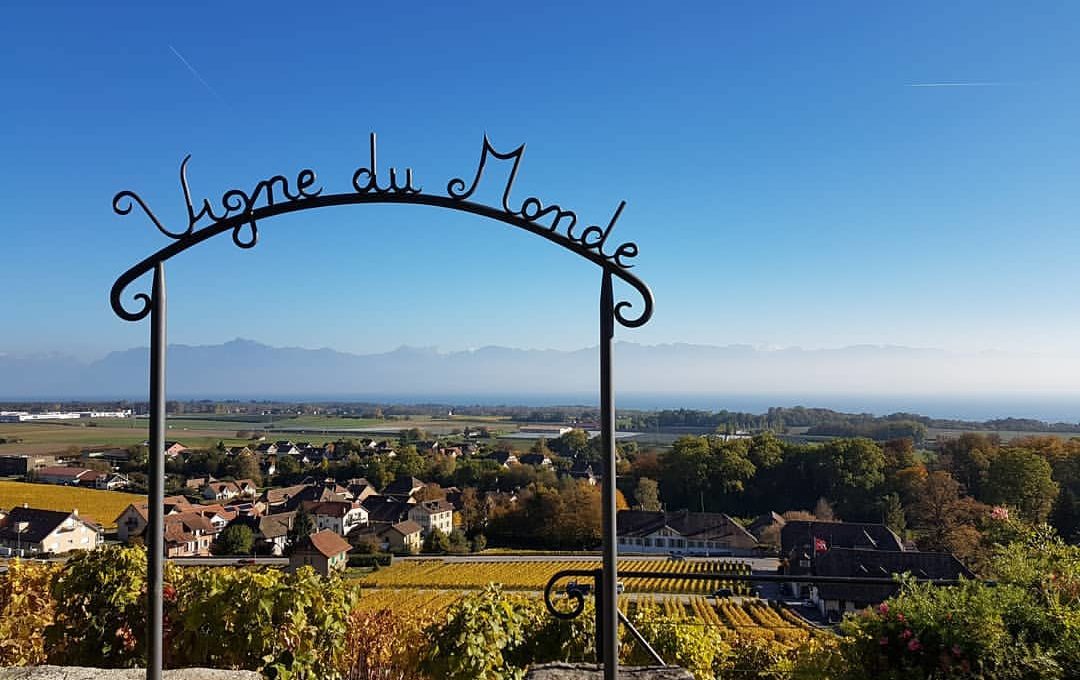 vigne du monde féchy
