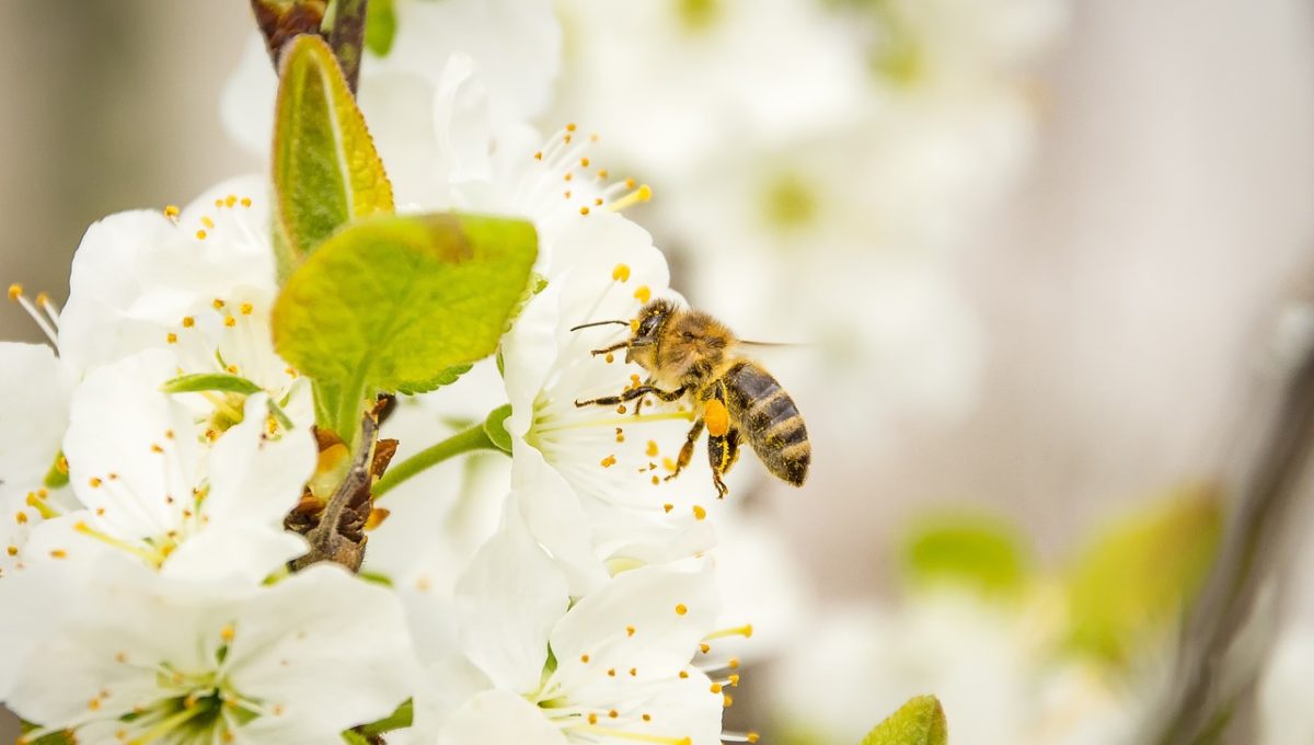 bee-2228598_1280