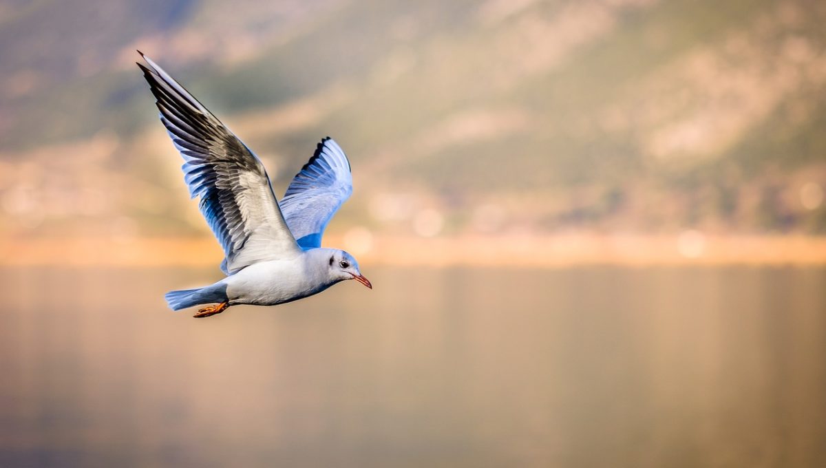bird-3158784_1280