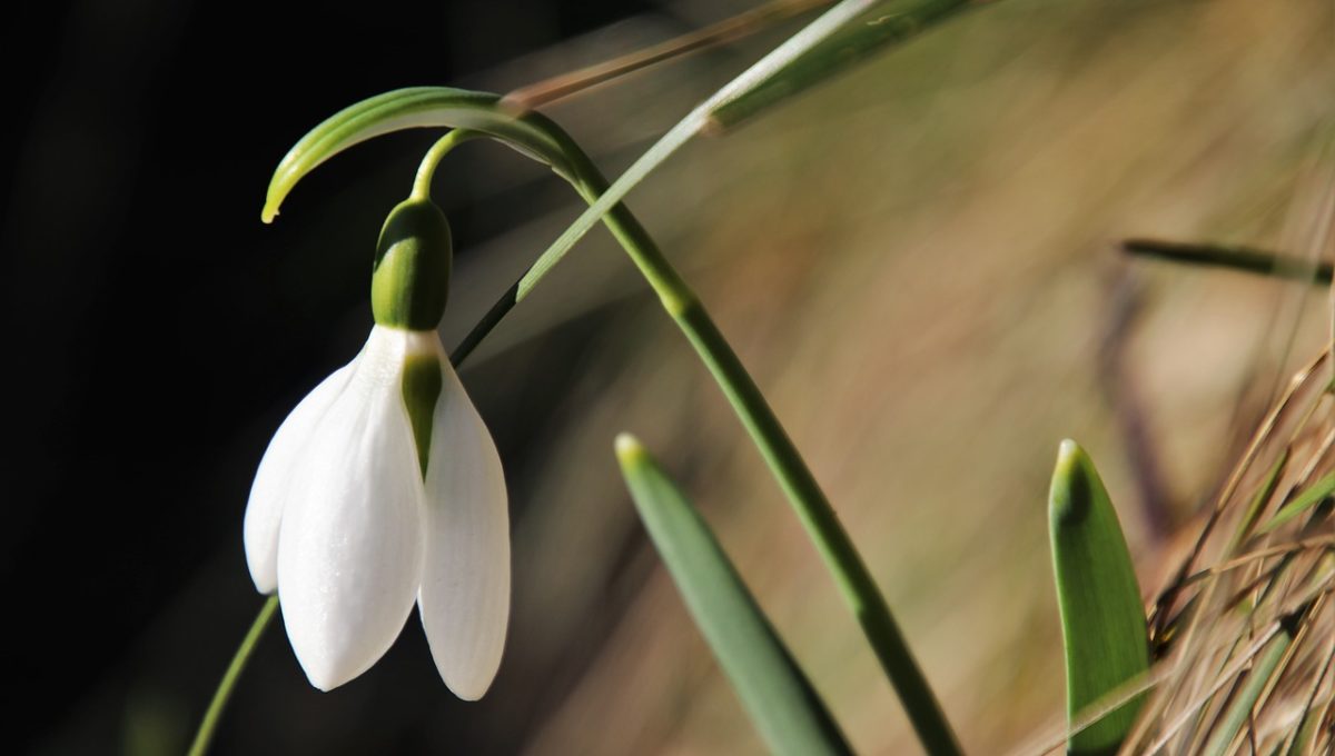 early-spring-3994576_1280