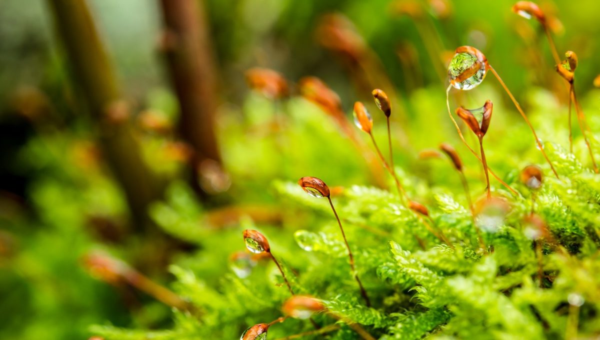 moss