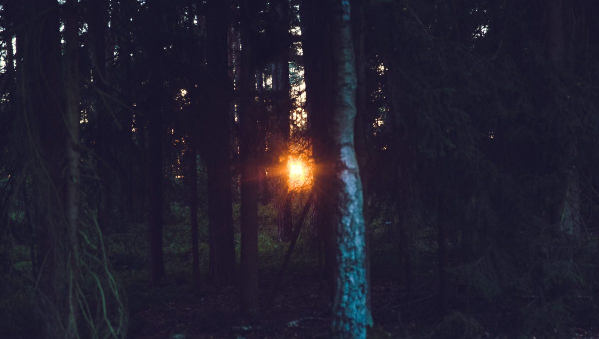 pexels-photo-175411