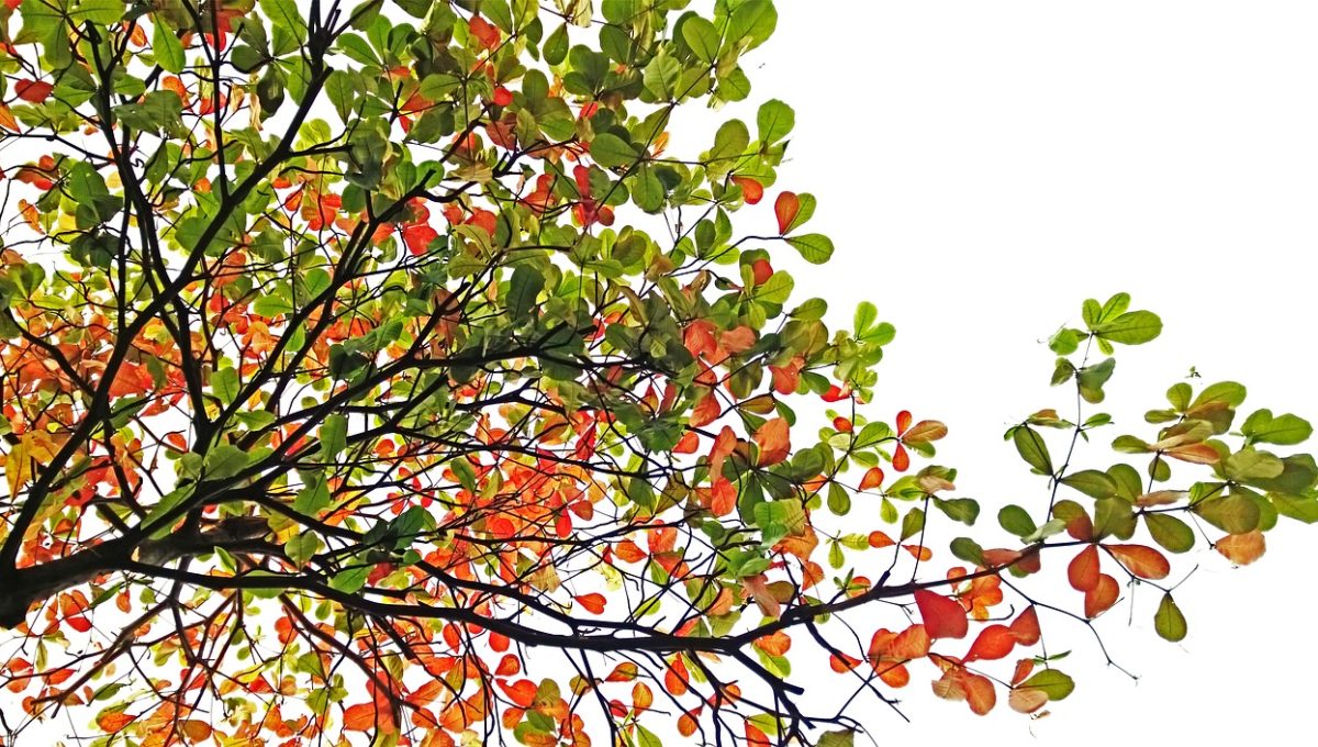 terminalia-catappa-2137221_1280