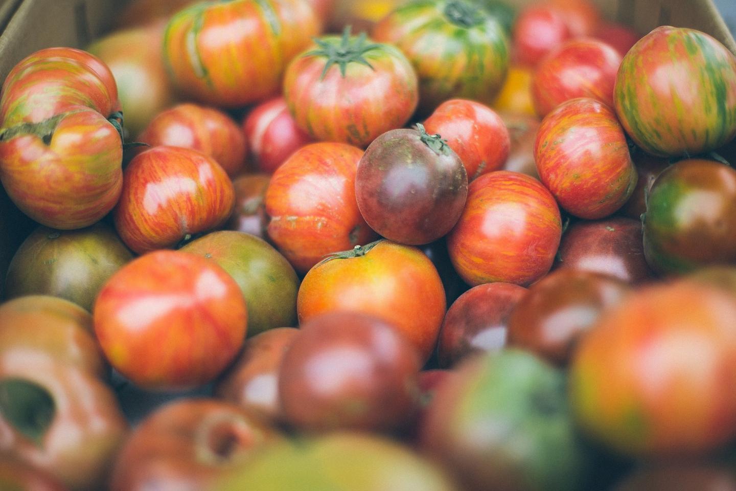 tomates